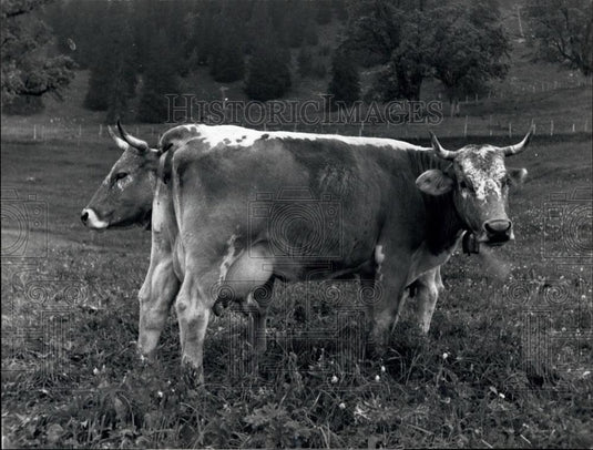 1975 Press Photo A Two Headed-Cow? - Historic Images
