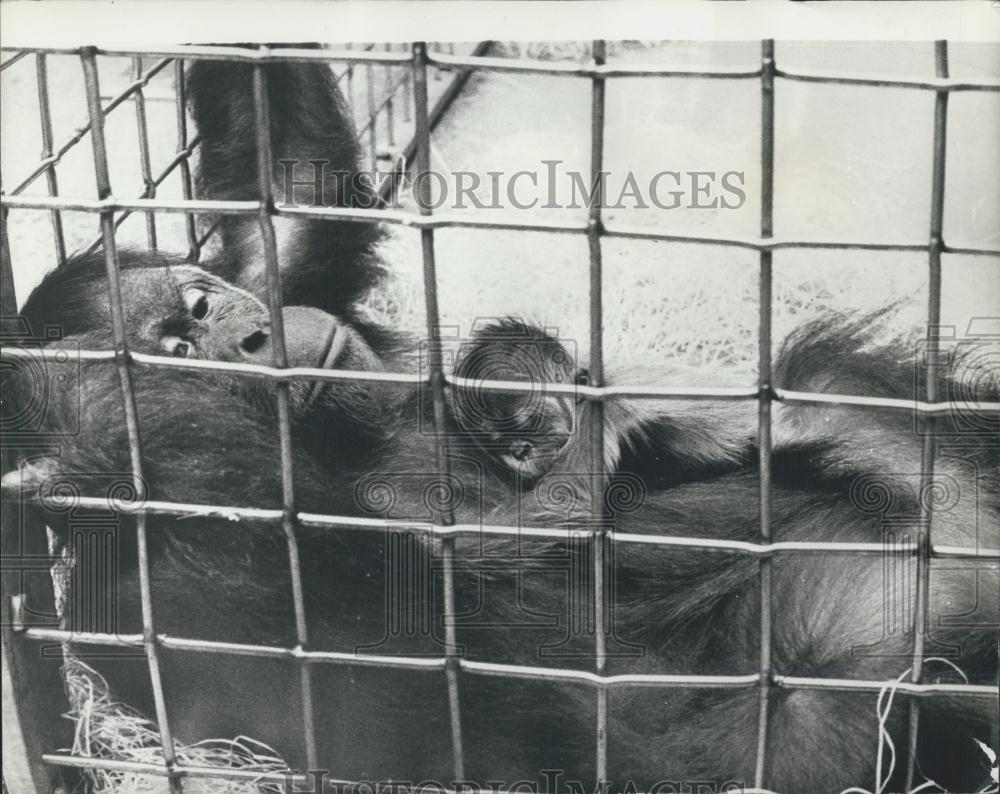 1973 Press Photo Baby Orang-Outang Inn Zurich Zoo - Historic Images