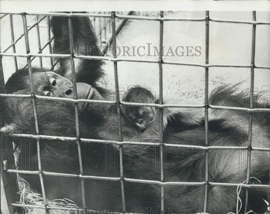 1973 Press Photo Baby Orang-Outang Inn Zurich Zoo - Historic Images