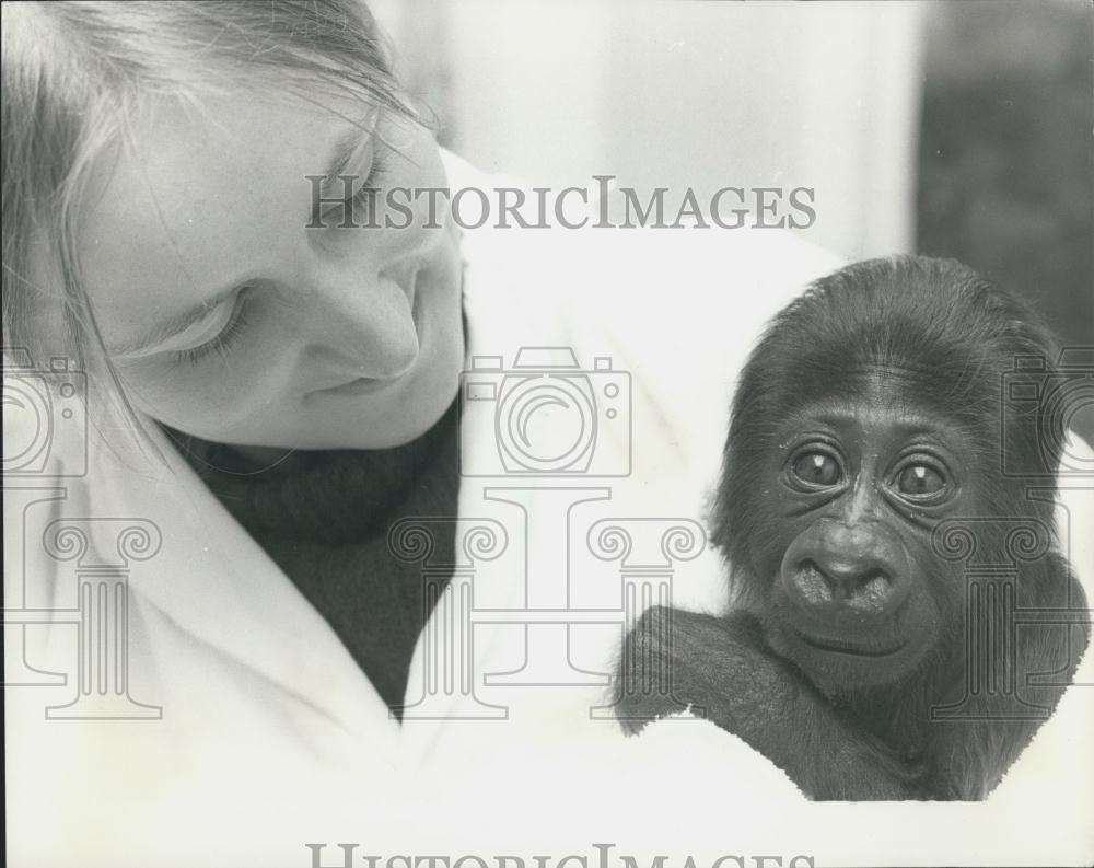 Press Photo A New Jersey born Gorilla baby - Historic Images