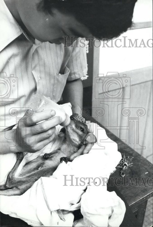 1971 Press Photo Baby Kangaroo Evicted From Mother's Pouch - Historic Images