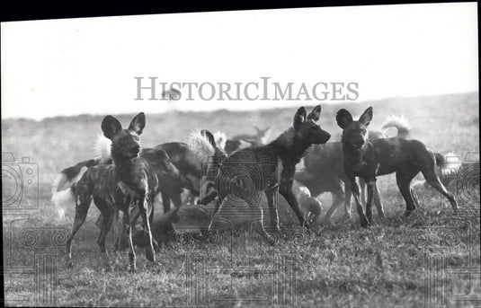 Press Photo Their Jaws bloody, the Hunting Dogs are disturbed from the enjoyment - Historic Images