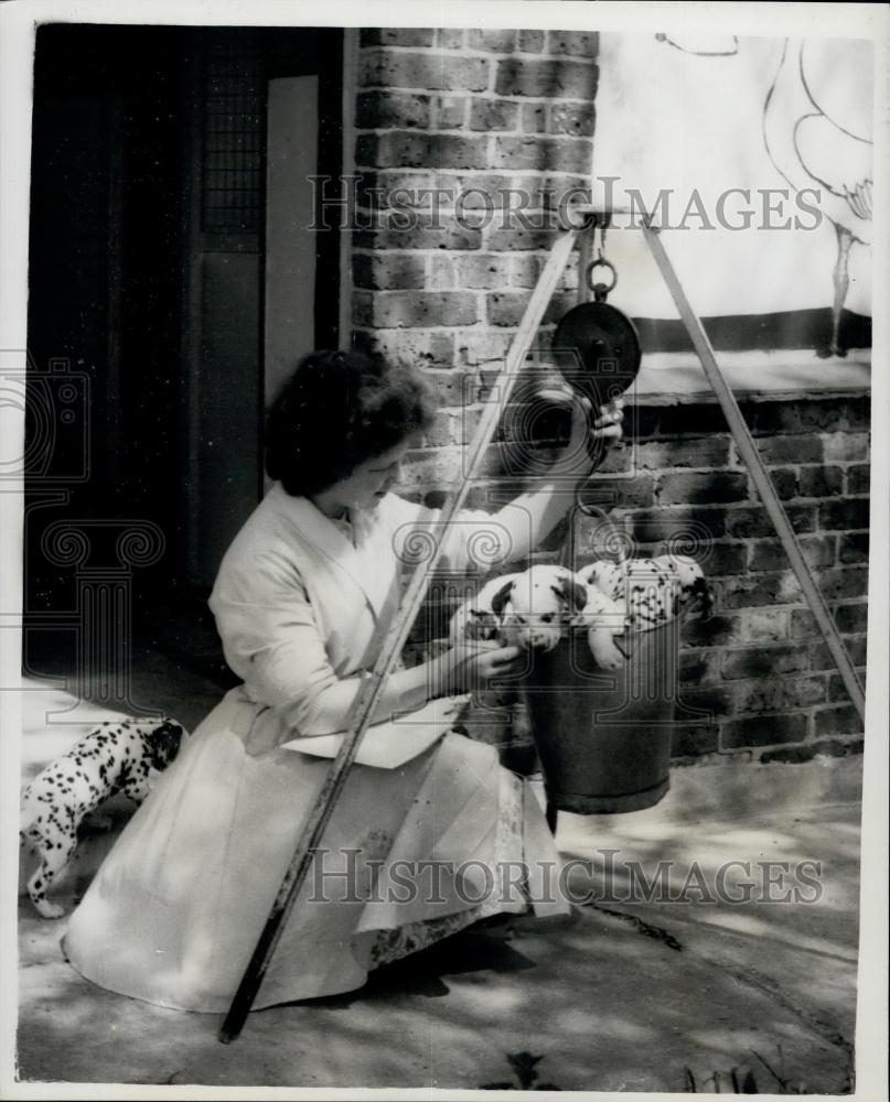 Press Photo Dog&#39;s Day - and for these small spotted charmers it&#39;s weigh-in day - Historic Images