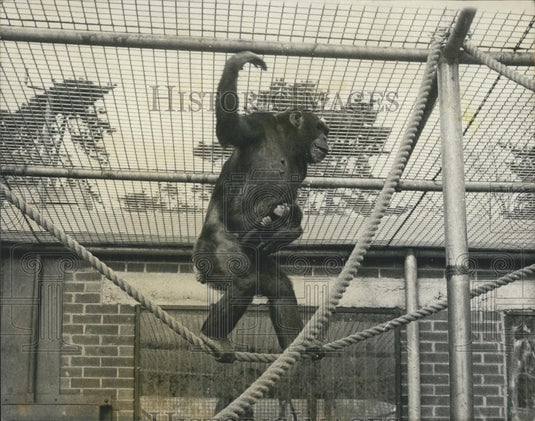 1970 Press Photo Chimpanzee born at Aspinall's private zoo - Historic Images
