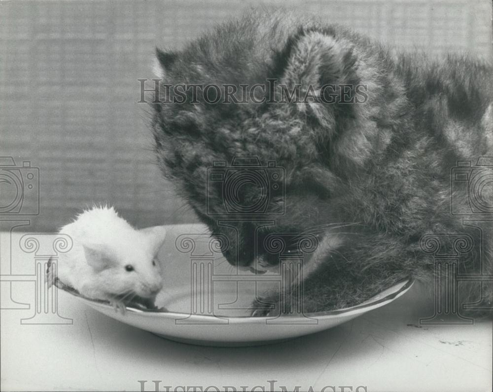 Press Photo Sherwood Zoo Newborn Puma Cub Plays With White Mouse - Historic Images