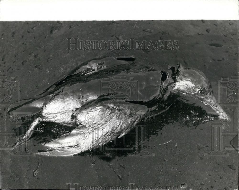 1977 Press Photo Mediterrean Pollution,a dead oil covered bird - Historic Images