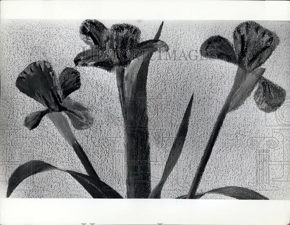 Press Photo Painting of Irises by Blind Artist Gordon Stent - Historic Images