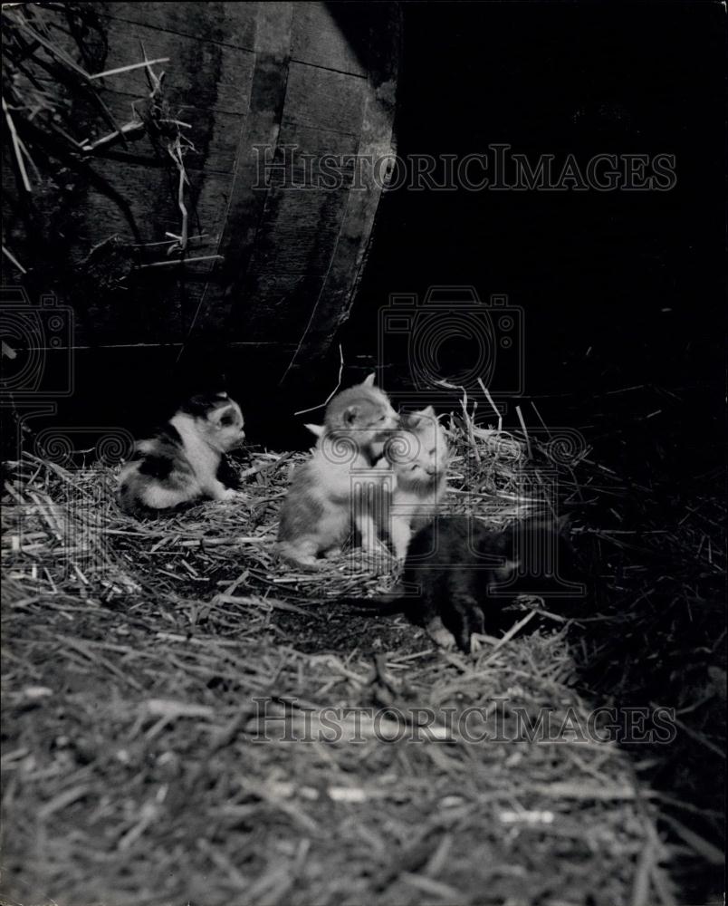 Press Photo Chicken hen and some kittens - Historic Images