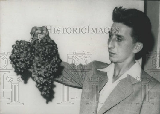 1952 Press Photo Bunch of Grapes harvested Near Marseilles - Historic Images