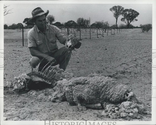 Press Photo Severe Drought Contributes to Death of Farm Animals South Wales - Historic Images