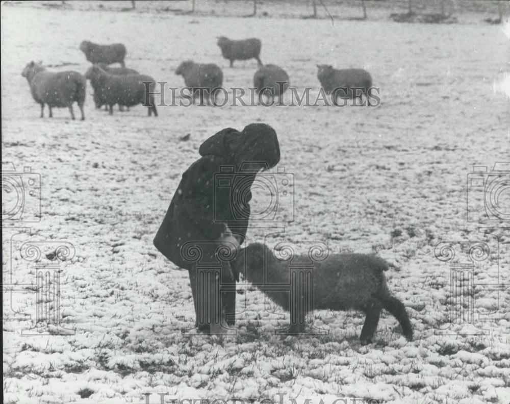 1975 Press Photo Snow In Kent-Kid Feeding Lamb Warm Milk on Shoreham Farm - Historic Images