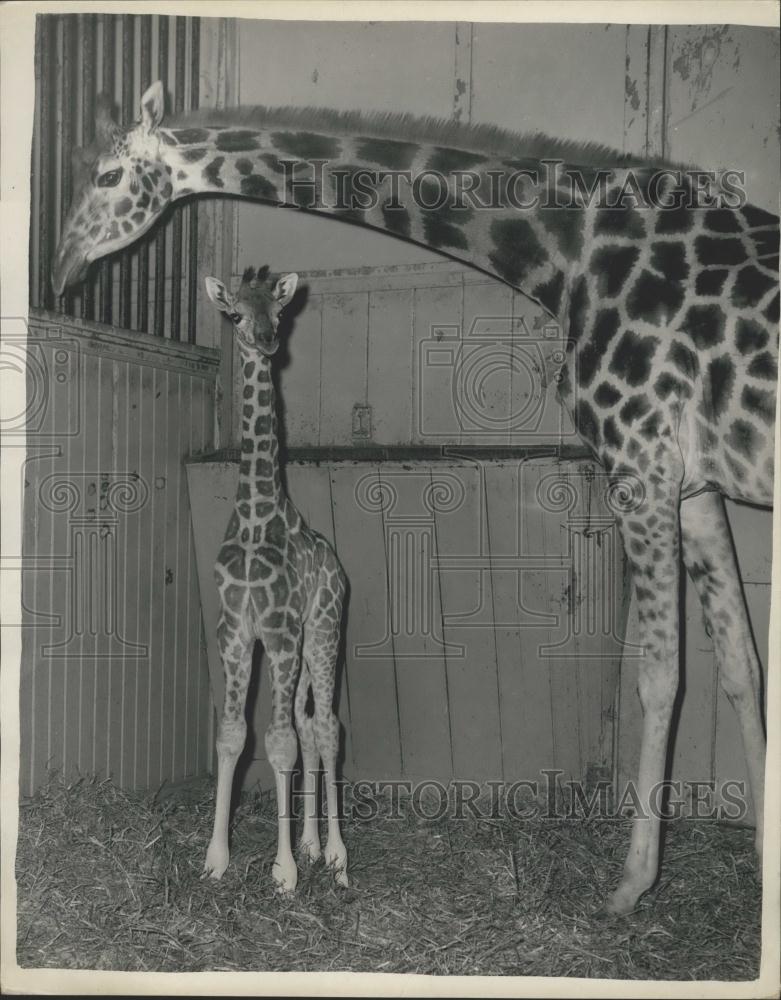 Press Photo Baby Pat at the London Zoo - Historic Images