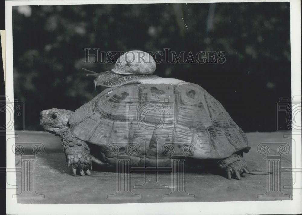 1959 Press Photo &quot;Sammy&quot; the snail on the back of &quot;Tommy&quot; the tortoise - Historic Images