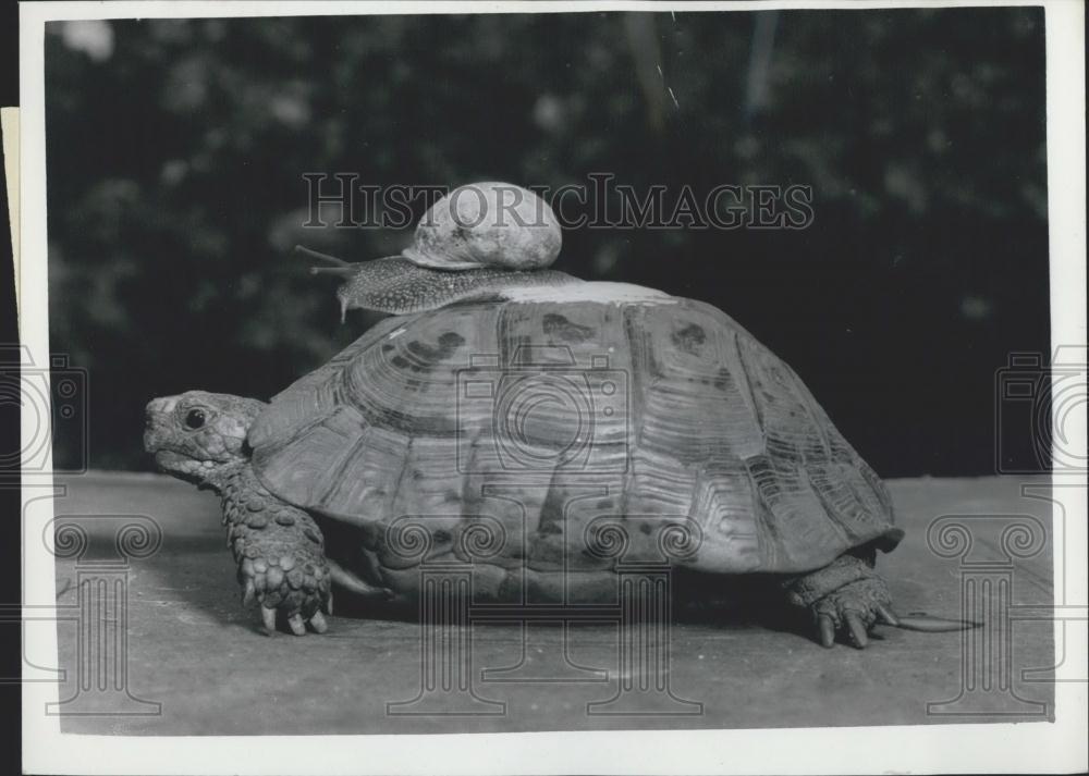 1959 Press Photo "Sammy" the snail on the back of "Tommy" the tortoise - Historic Images