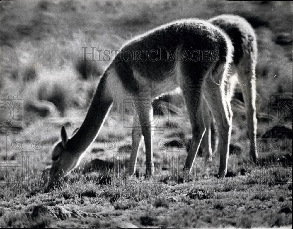 Press Photo Threatened with Extinction Vicuna in the Andes - Historic Images