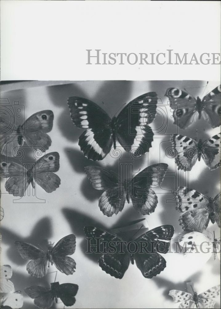 1968 Press Photo Collection Butterfly Butterflies Collectors - Historic Images
