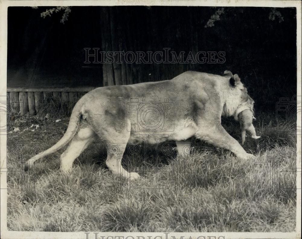 1962 Press Photo e Cub dies after Twins born To Lioness At Whipsnade Zoo - Historic Images