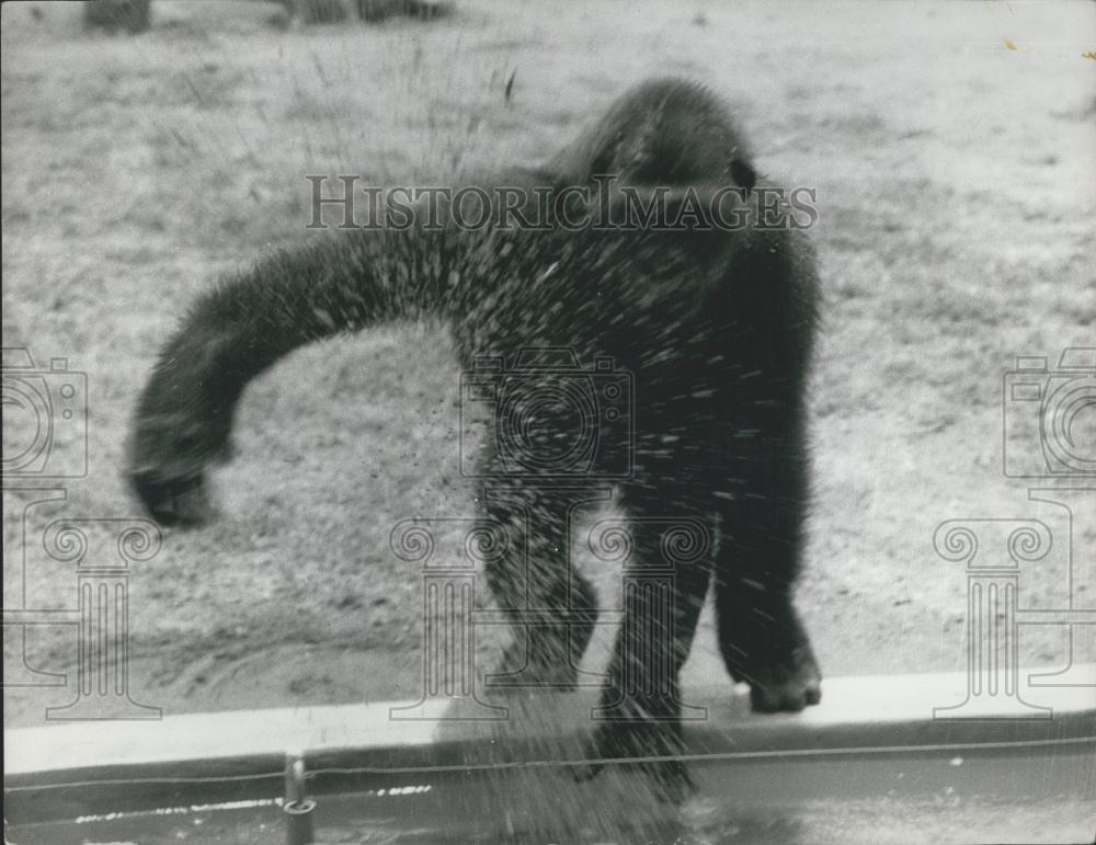 Press Photo Gorilla Splashing Water - Historic Images