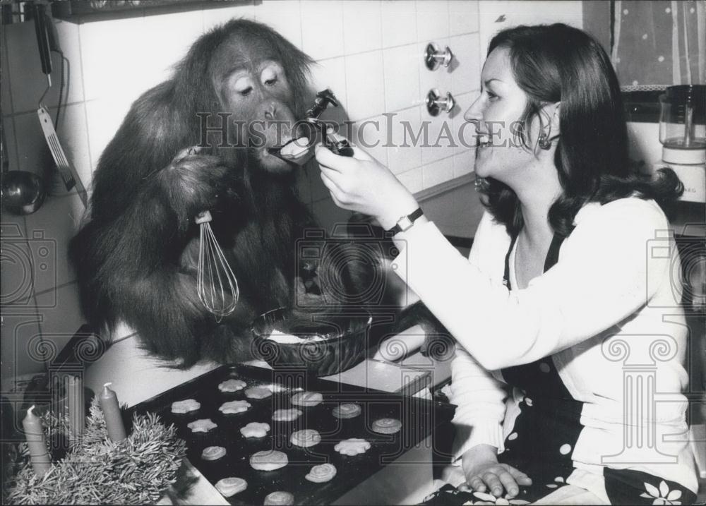 1970 Press Photo Sali Frankfurt Zoo Orangutan Helps Bake With Mrs. Klose - Historic Images