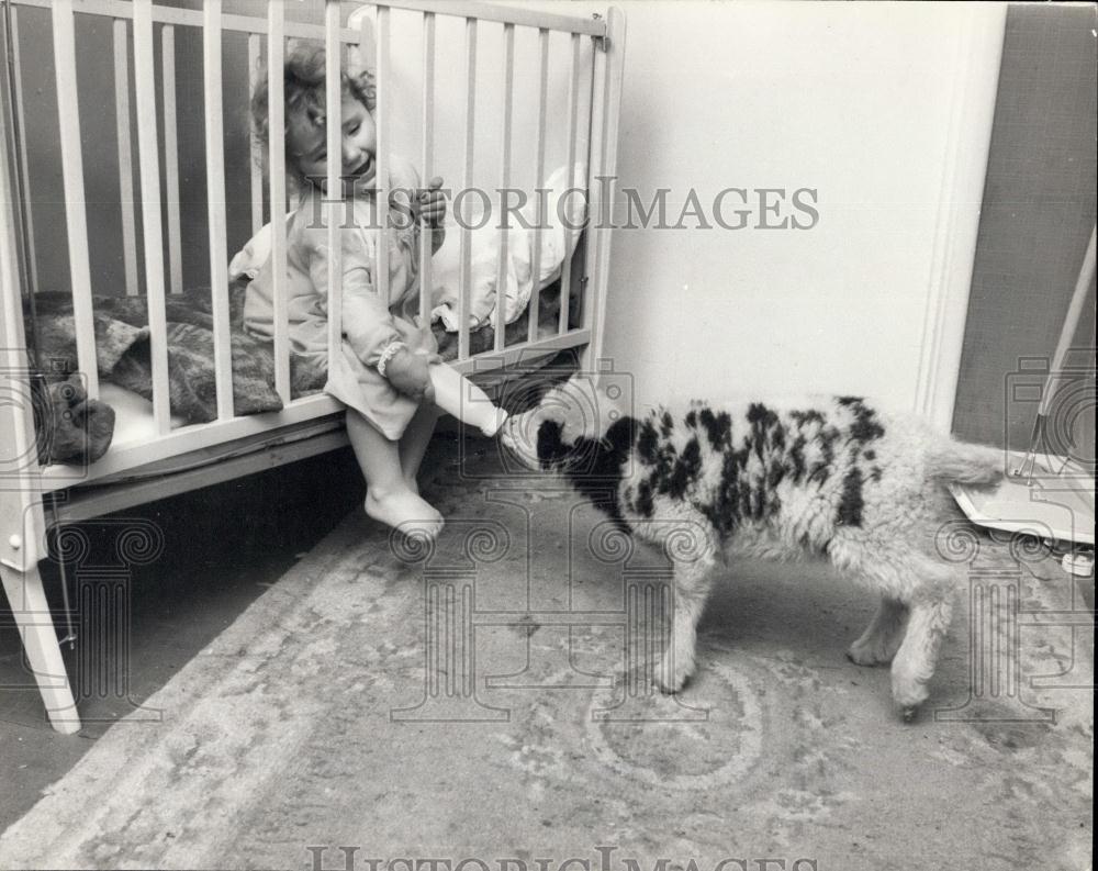 Press Photo Preparing For Breakfast Lamb Takes Bottle From Baby - Historic Images