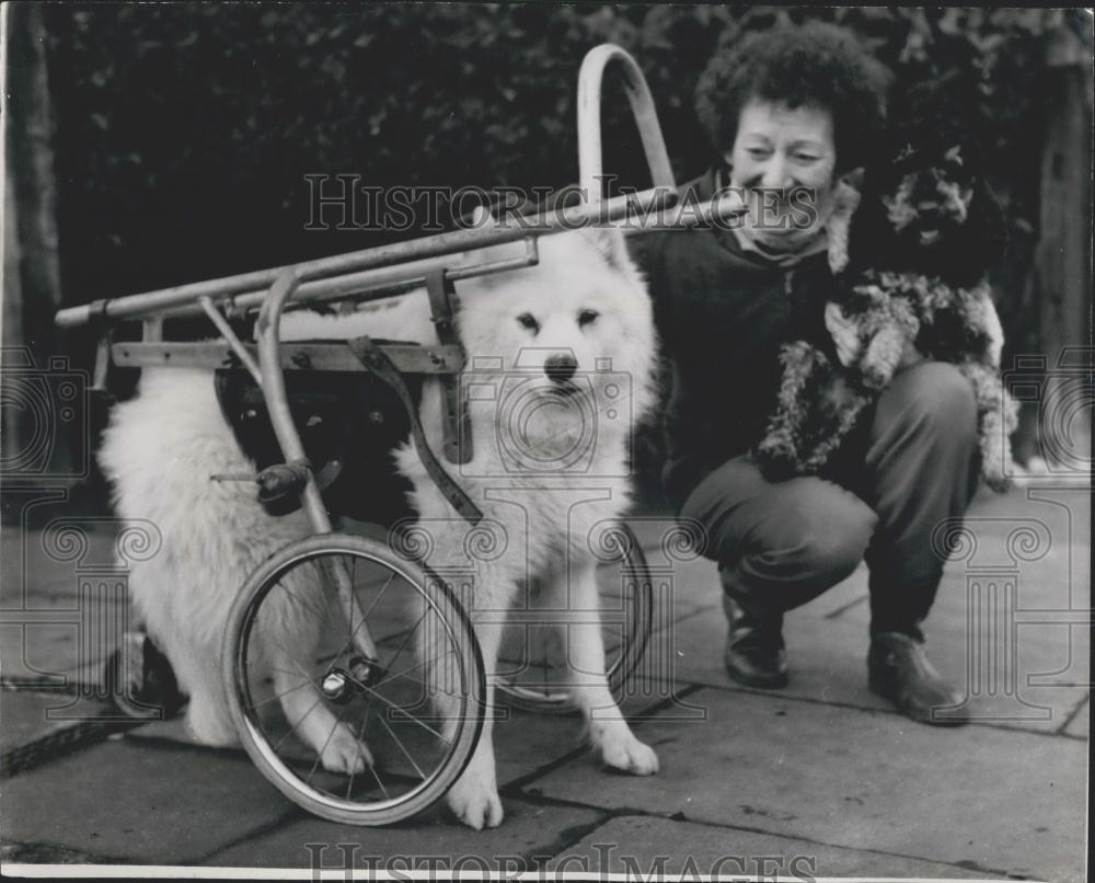 1958 Press Photo Veda Appleton On Walk With Crippled Samoyed Dog Susie Cradle - Historic Images