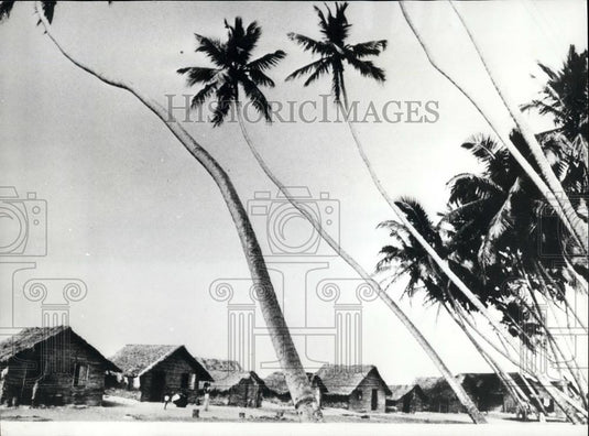 1980 Press Photo High Winds in Sri Lanka Blow Coconut Trees - Historic Images