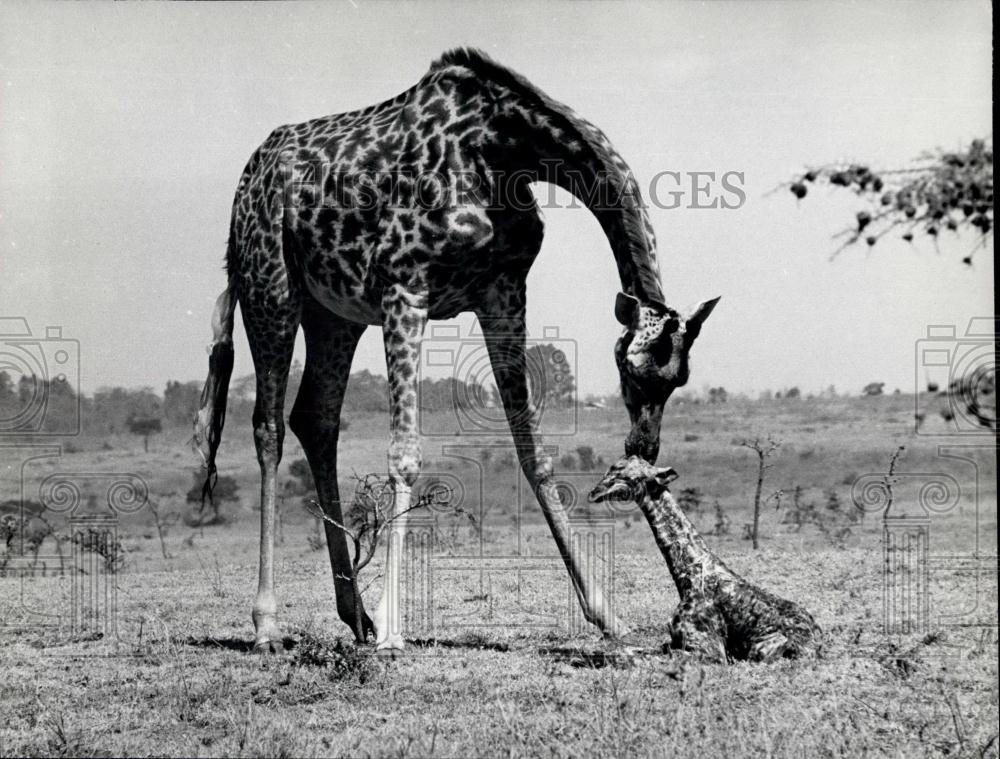 Press Photo Mother Urges Her Newborn Giraffe To Rise So He Can Eat - Historic Images