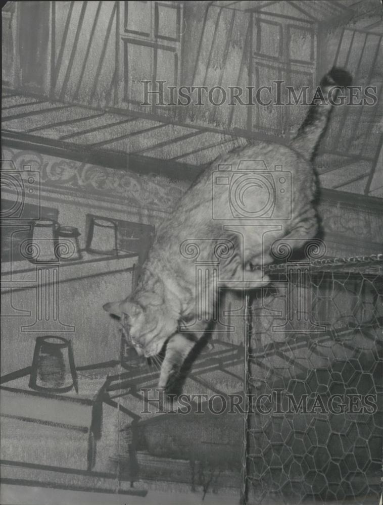 1960 Press Photo Annual International Cat Show opens in Paris - Historic Images