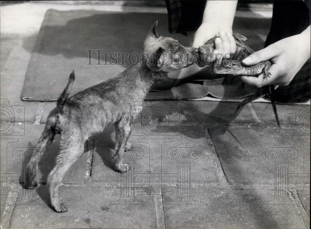 Press Photo Chiquita, the Chihuahua, says hello to the tiny alligators - Historic Images