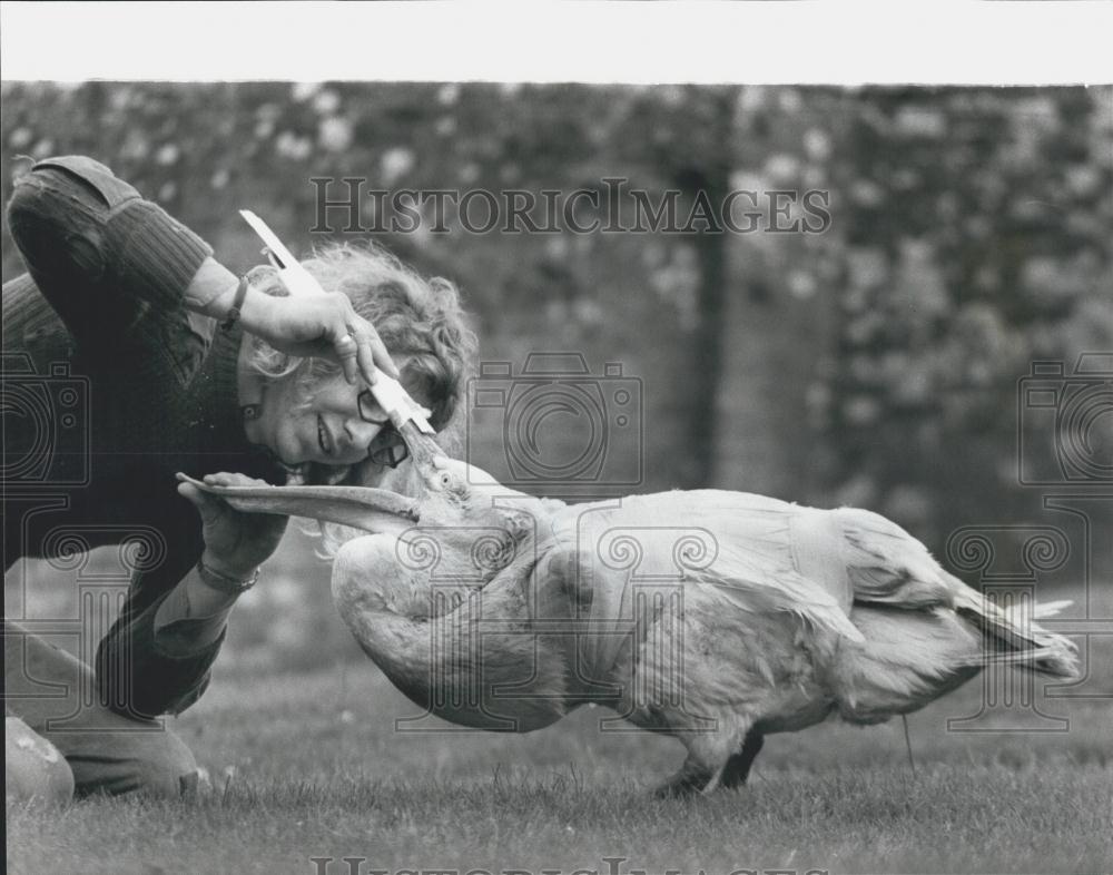 Press Photo Percil Pelican Received Plastic Surgery Looked After By Nick Jones - Historic Images