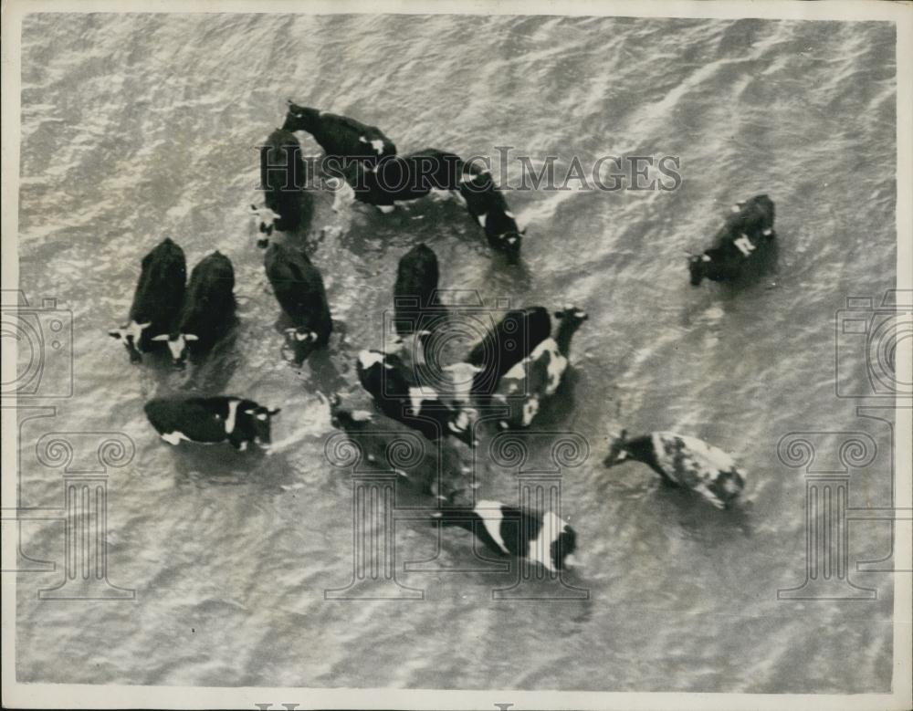 1953 Press Photo Cattle Crowd Together During Flood - Historic Images