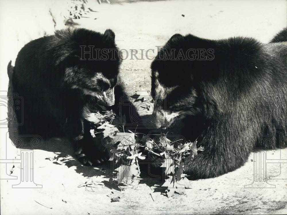 Press Photo Two bears and their meal - Historic Images