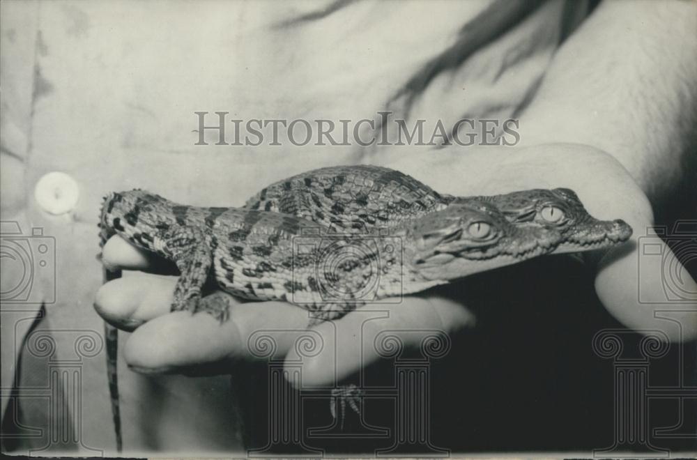 1957 Press Photo Baby crocodiles born in Paris overseas museum - Historic Images