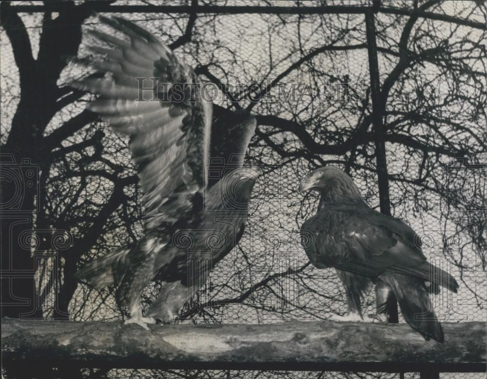 1966 Press Photo Regina the wive of goldie is back in her cage at the London zoo - Historic Images