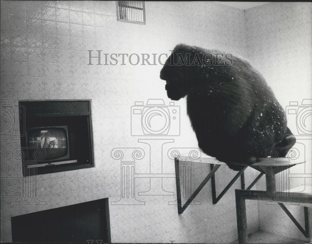 1971 Press Photo New $15,000 Home With Color T.V. for 2 Gorillas-Twyeres New Par - Historic Images