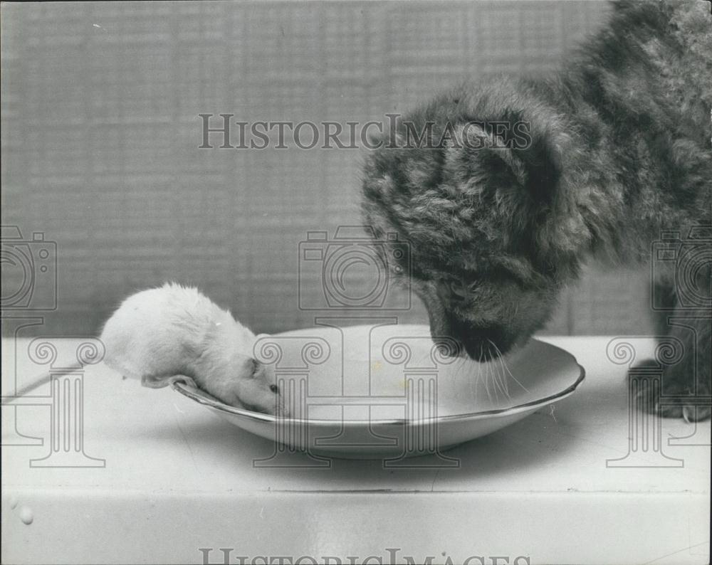 Press Photo Sherwood Zoo Newborn Puma Cub Shares A Plate With A White Mouse - Historic Images