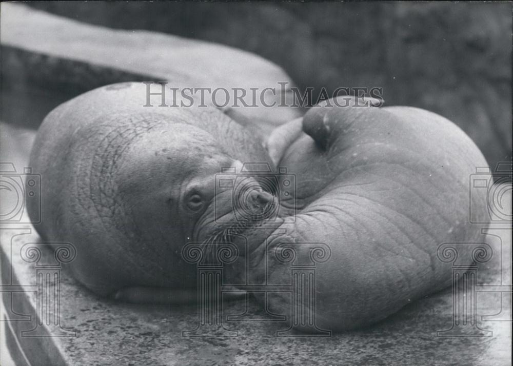 1967 Press Photo Walruses at Hagen beck in Hamburg - Historic Images