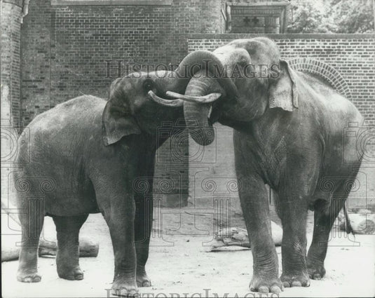 Press Photo Thaia Female Elephant From Zurich Zoo Chengmai Copenhagen Zoo - Historic Images