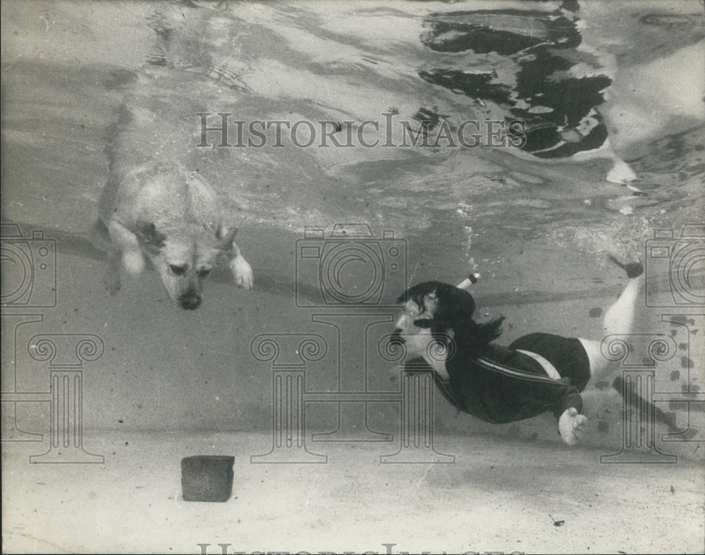 Press Photo Honey Labrador Retriever Swims In Pool With Owner Mandy Dritton - Historic Images