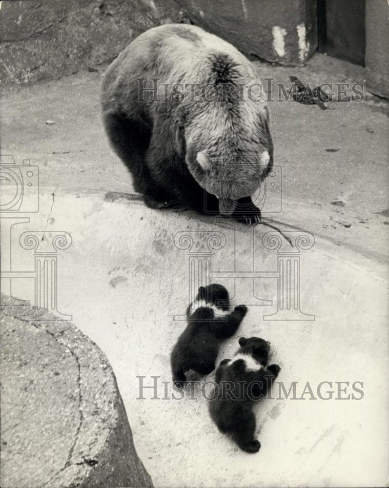 1969 Press Photo Debut For Rare Kodiak Bears At Whipanade - Historic Images