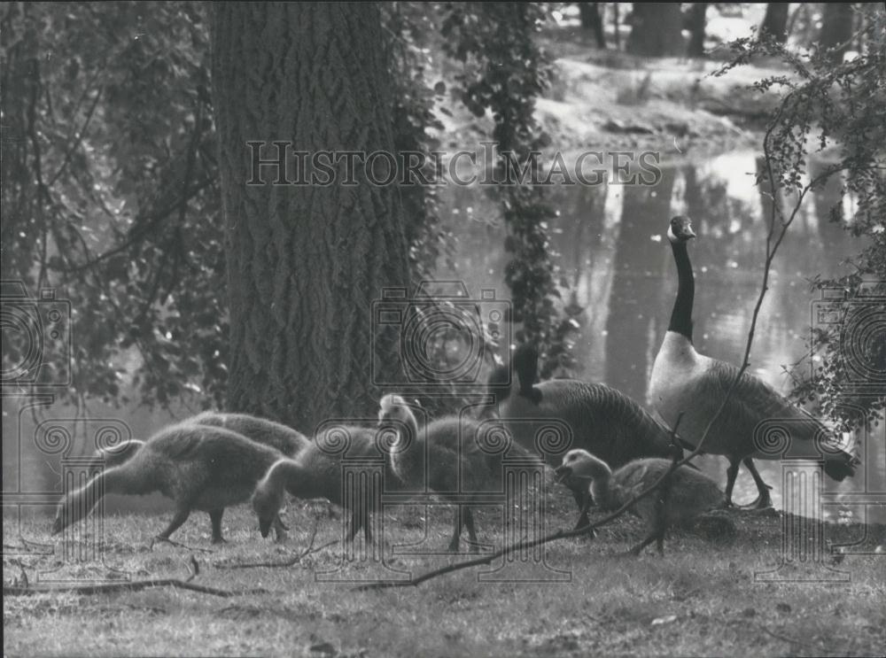 1977 Press Photo Canadian Geese in Battersea Park Return For Years - Historic Images