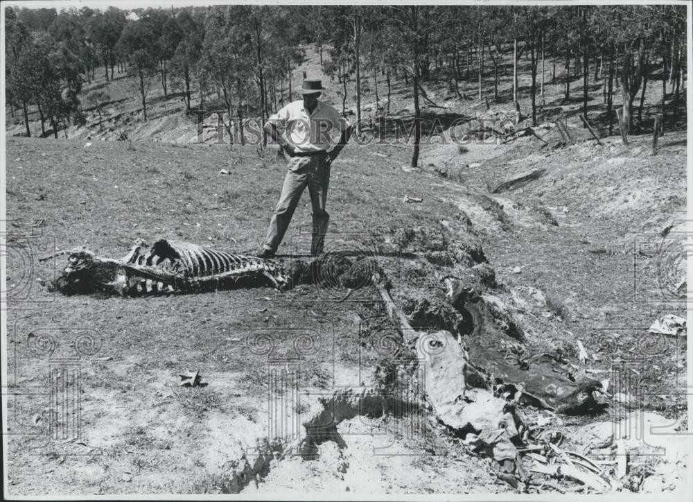 Press Photo Farmer with Skeleton of Dead Animals Effected by the Drought - Historic Images