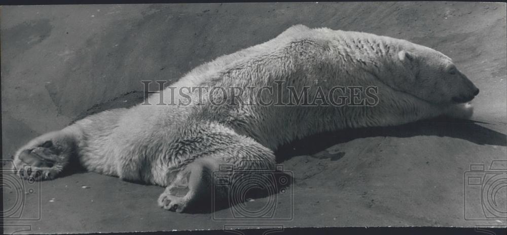 1973 Press Photo Polar Bear SAM Father Of London Zoo's Paddywack - Historic Images