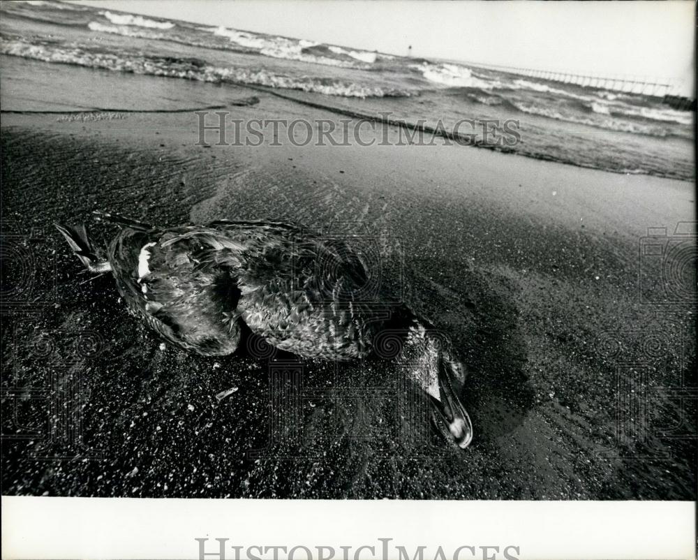 Press Photo Dead Duck on Beach. at Lake Ontario, N,Y - Historic Images