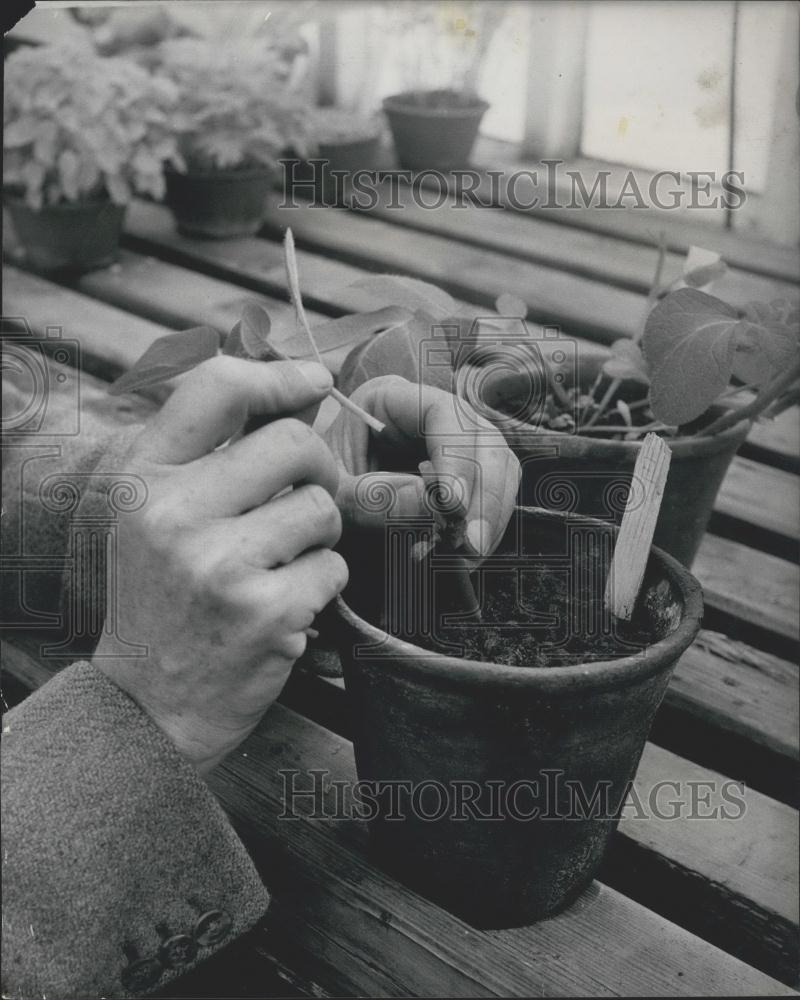 Press Photo Potato Research, Grafting - Historic Images