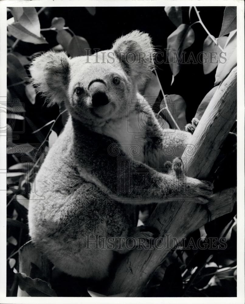 1981 Press Photo Four male and one female koalas at the San Diego Zoo - Historic Images