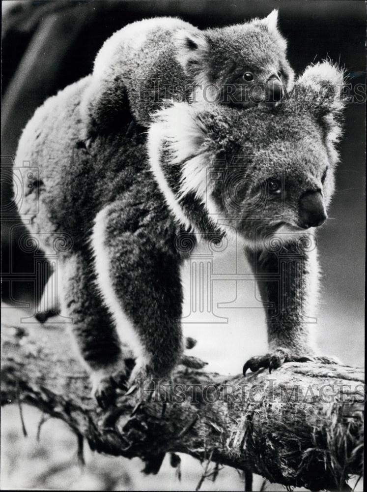 1978 Press Photo Careful Mum: Australia's Melbourne Zoo - Historic Images