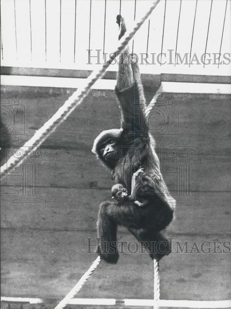 1975 Press Photo Dwarf Siamang Monkey Born First Time Captivity Basle Zoo - Historic Images