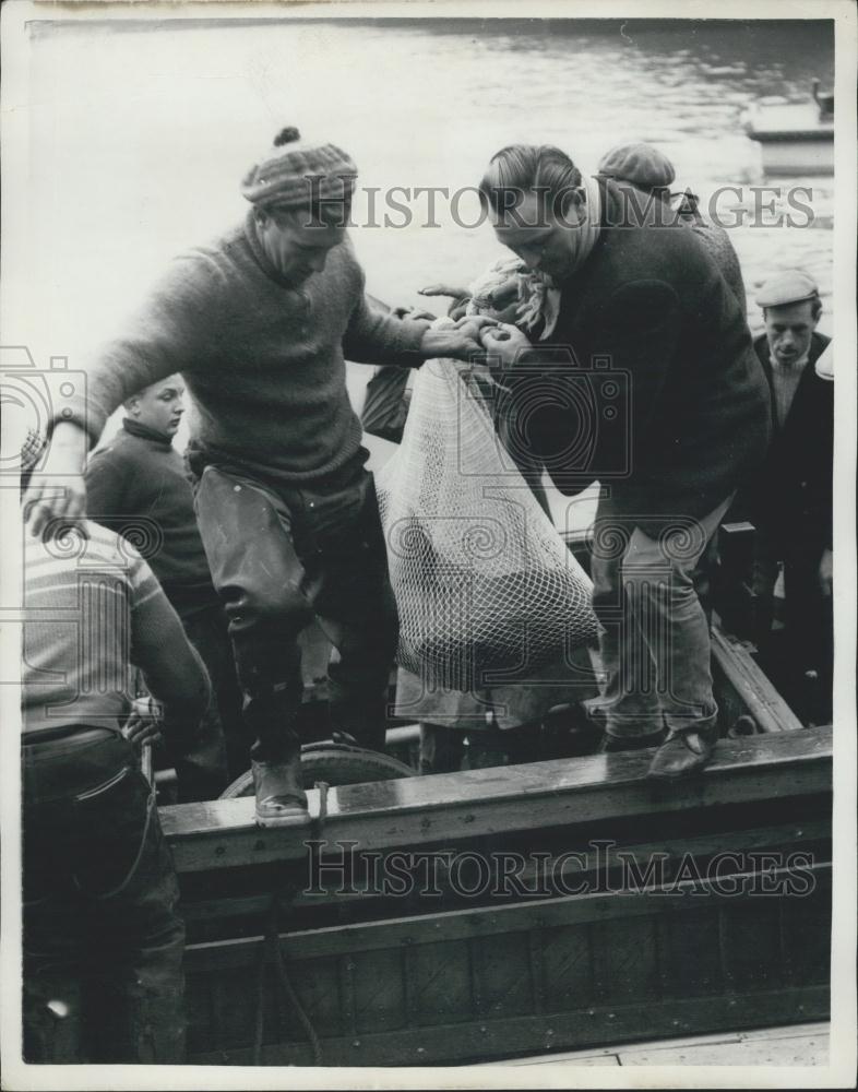 1960 Press Photo Fritzi The Sea Lion Captured Near House Of Parliament - Historic Images