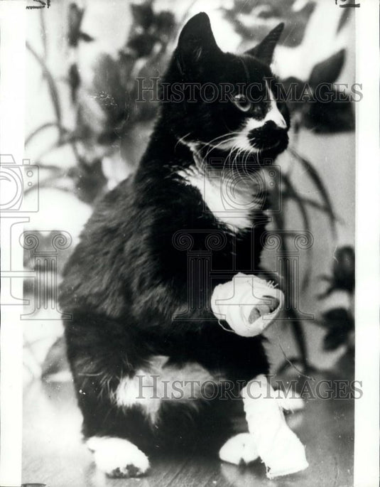 1970 Press Photo Tortured Kitten Has Claws Torn Out - Historic Images